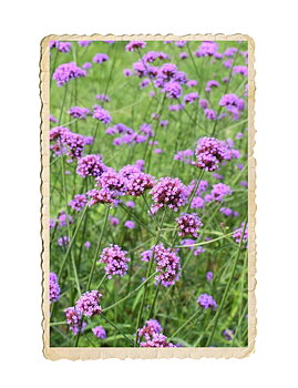 Jätteverbena 