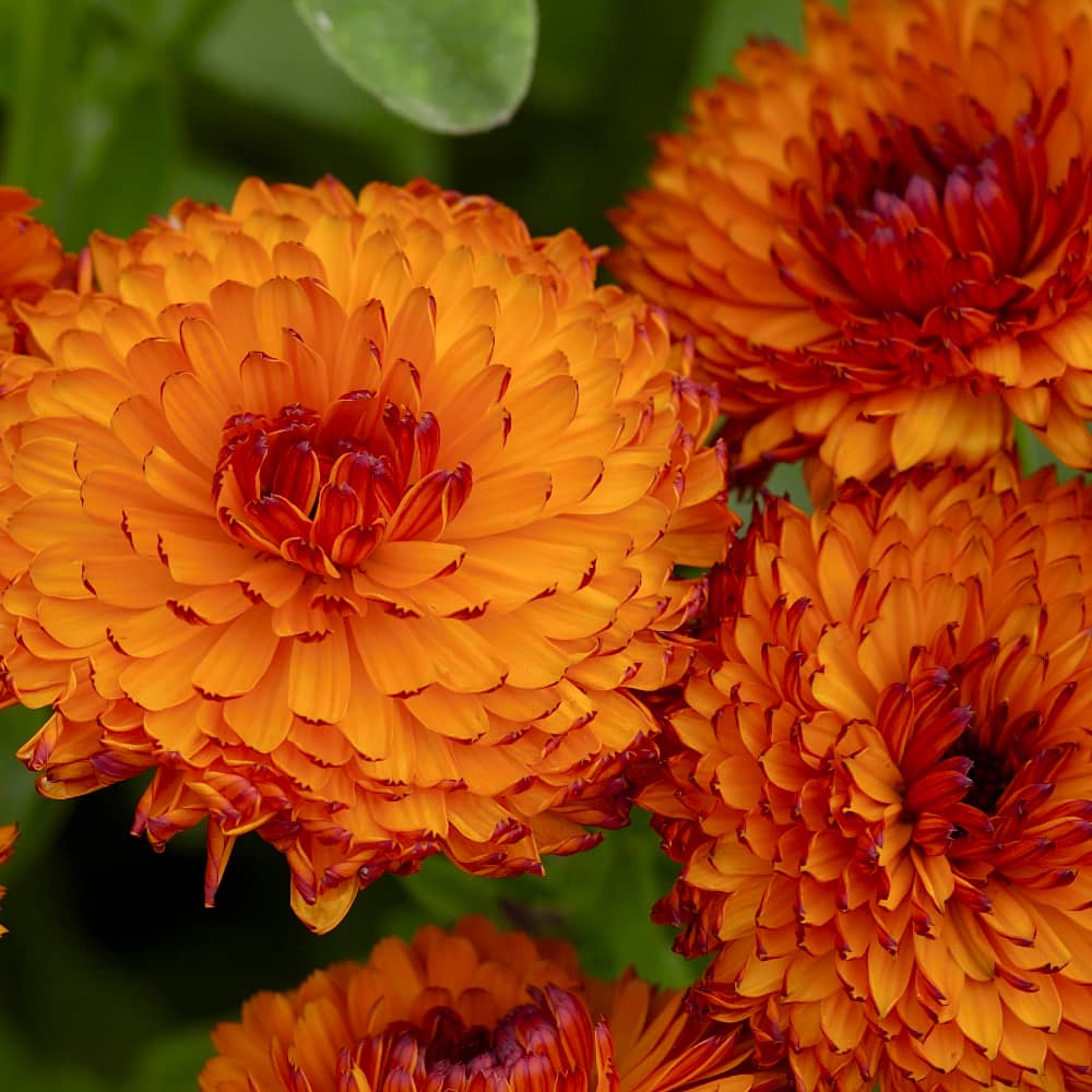 Ringblomma 'Neon'