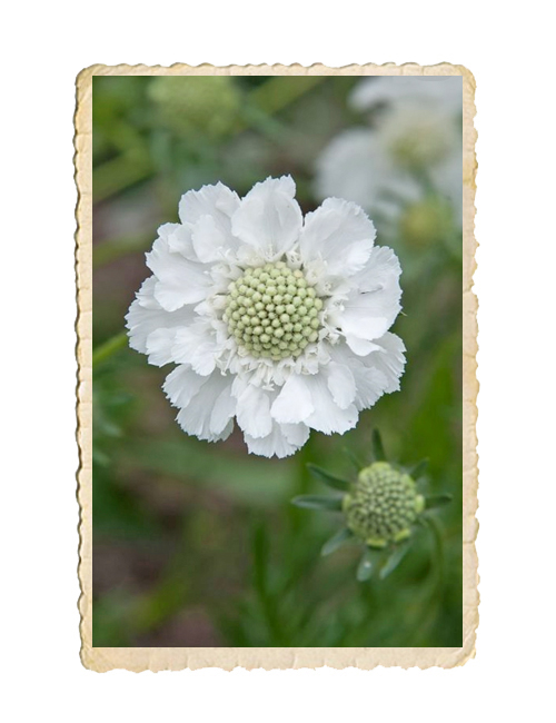 Höstvädd Fama White