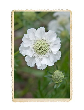 Höstvädd Fama White