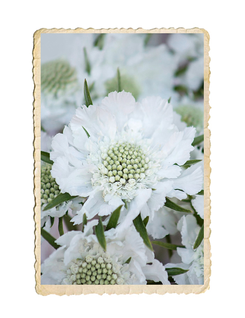 Höstvädd Fama White - 2