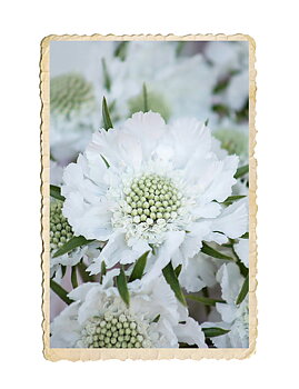 Höstvädd Fama White