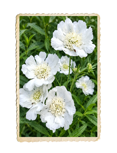 Höstvädd Fama White - 3