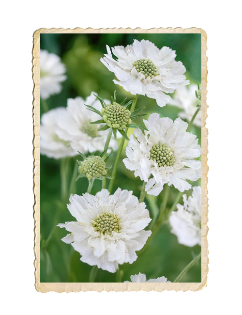 Höstvädd Fama White - 3