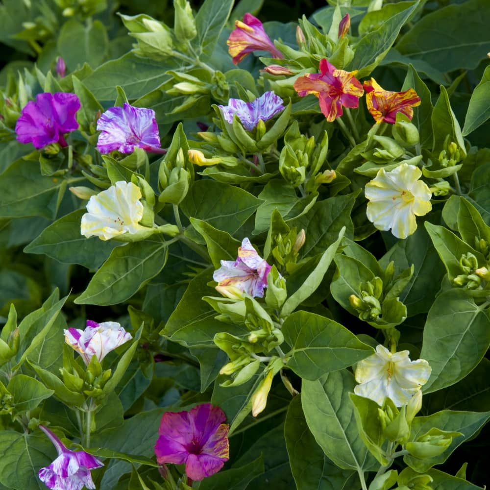 Underblomma 'Broken Colours'