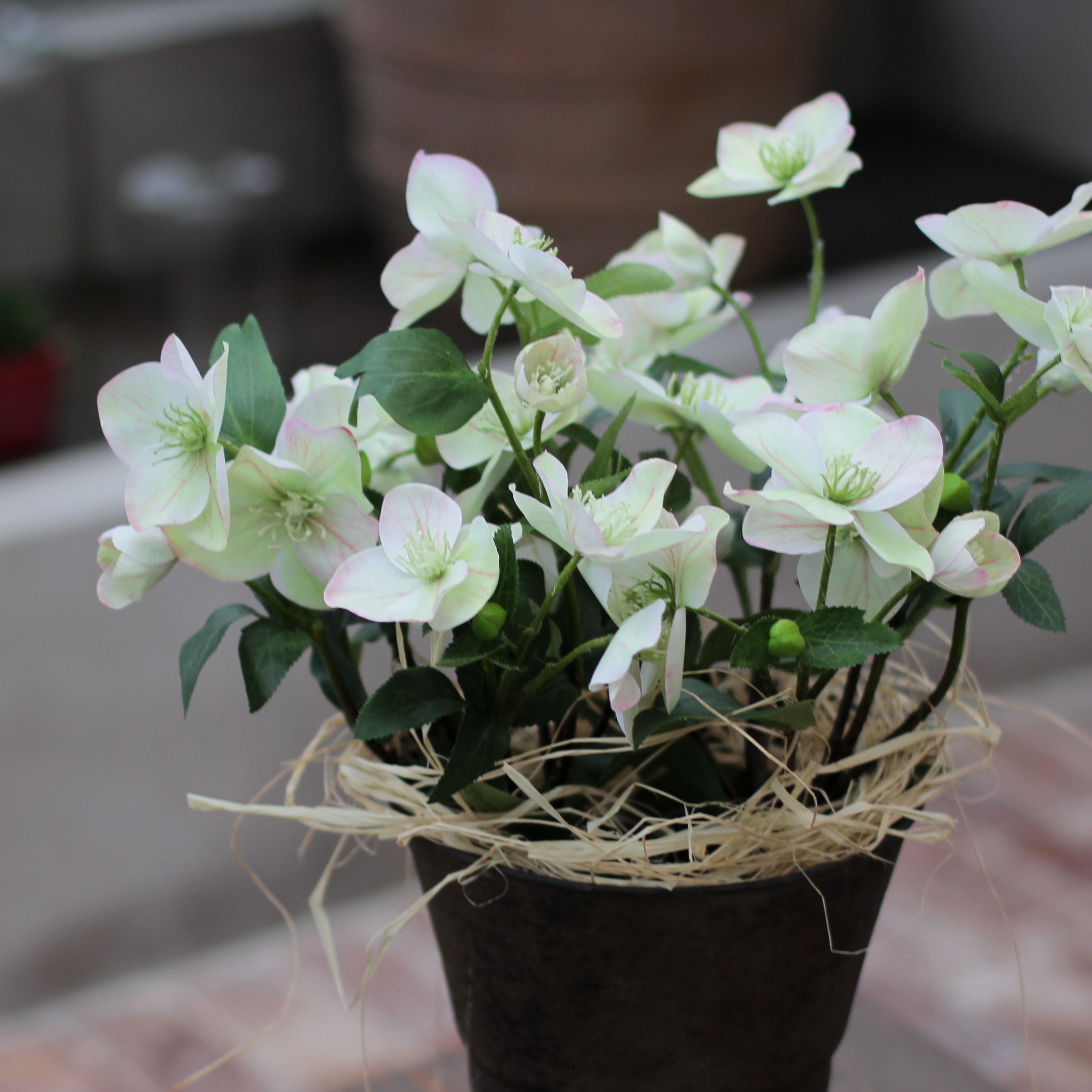 Helleborus/ Julros i kruka