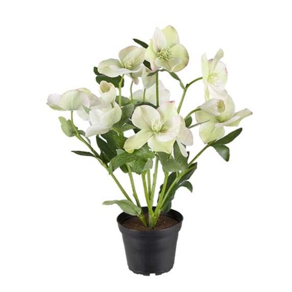 Helleborus/ Julros i kruka - 2