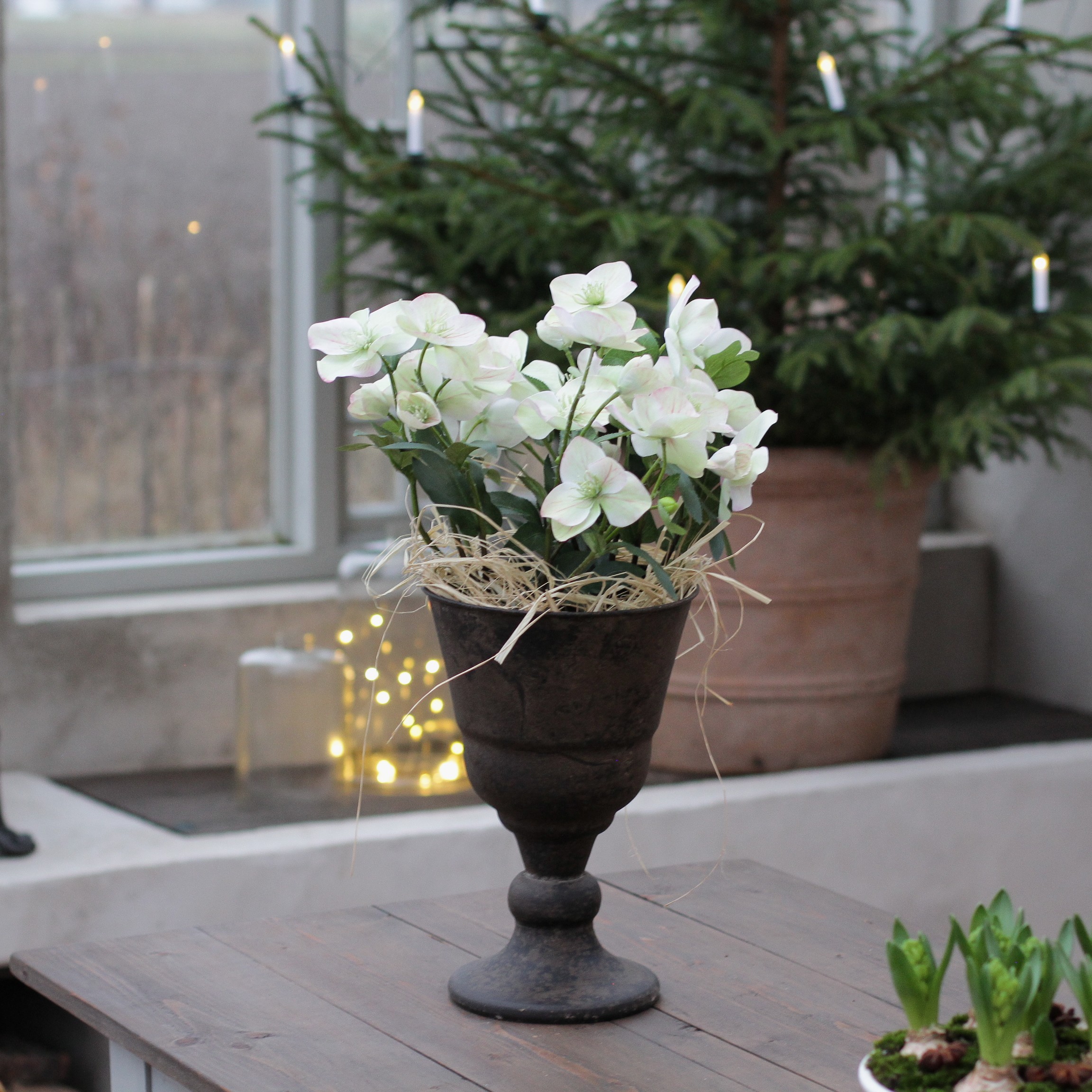 Helleborus/ Julros i kruka - 4