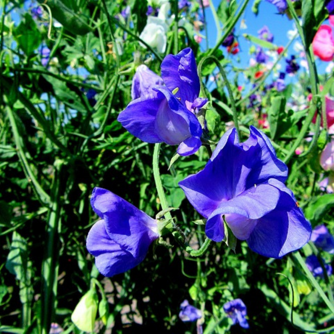 Luktärt - Cuthbertson Danny