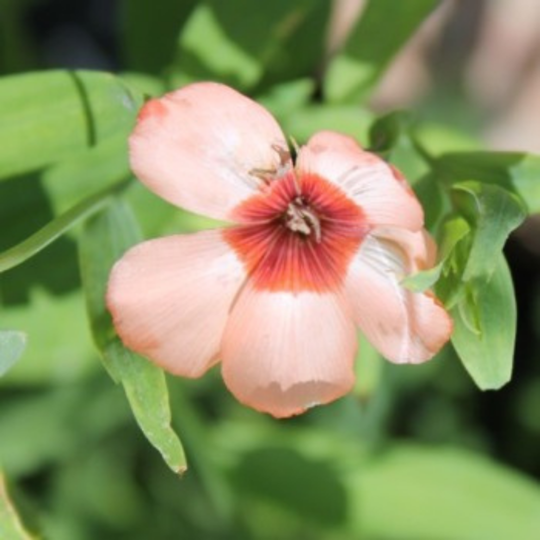 Blomsterlin - Salmon