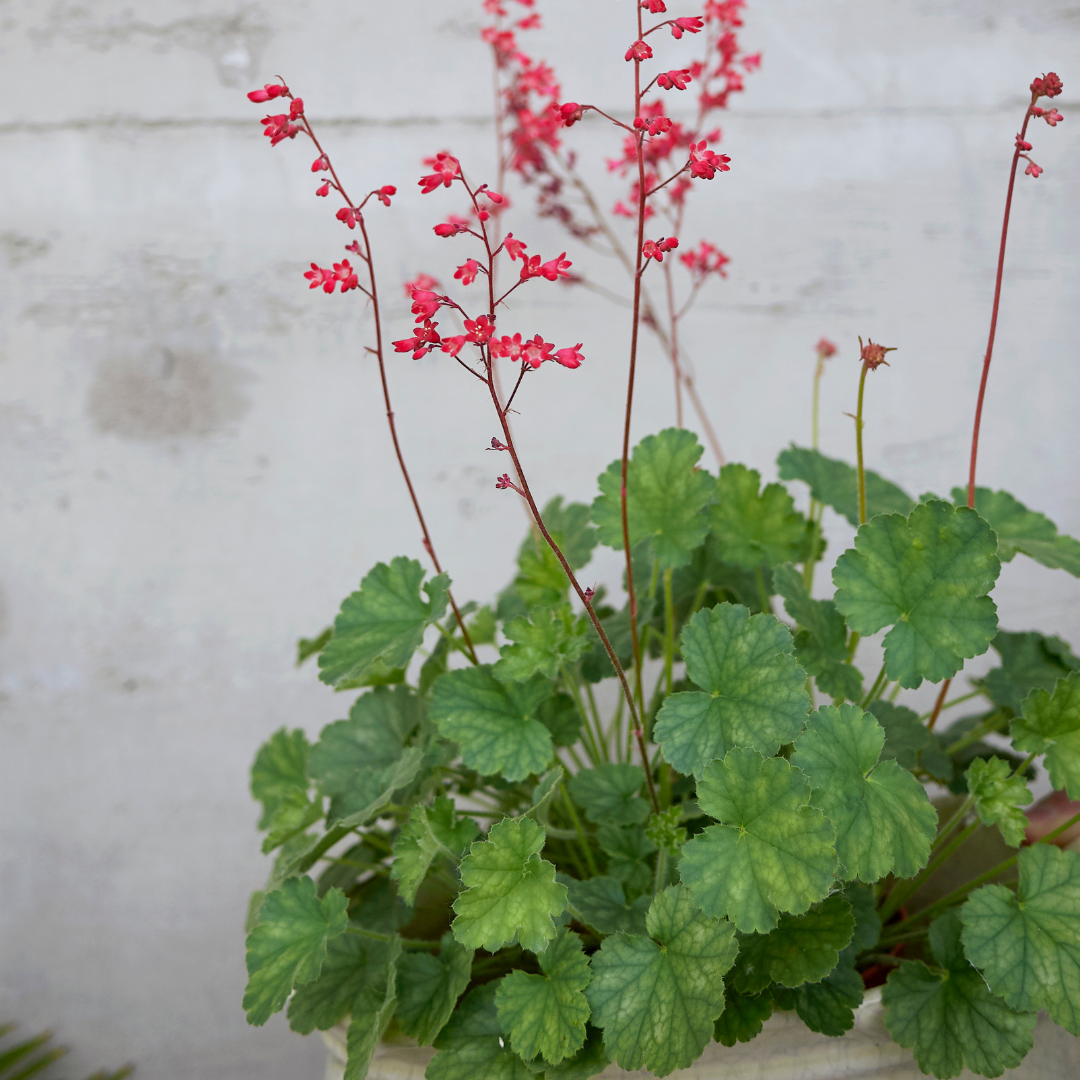 Blodalunrot - Bressingham Hybrids