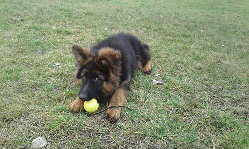 Boll 7cm Foam gummi - Dingo - 5