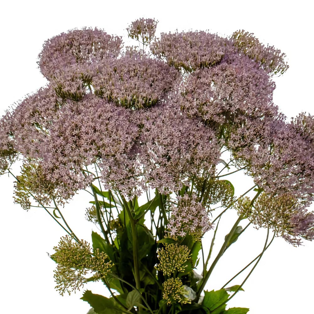 Sommarhalsört 'Corine Misty Blue'  - 3