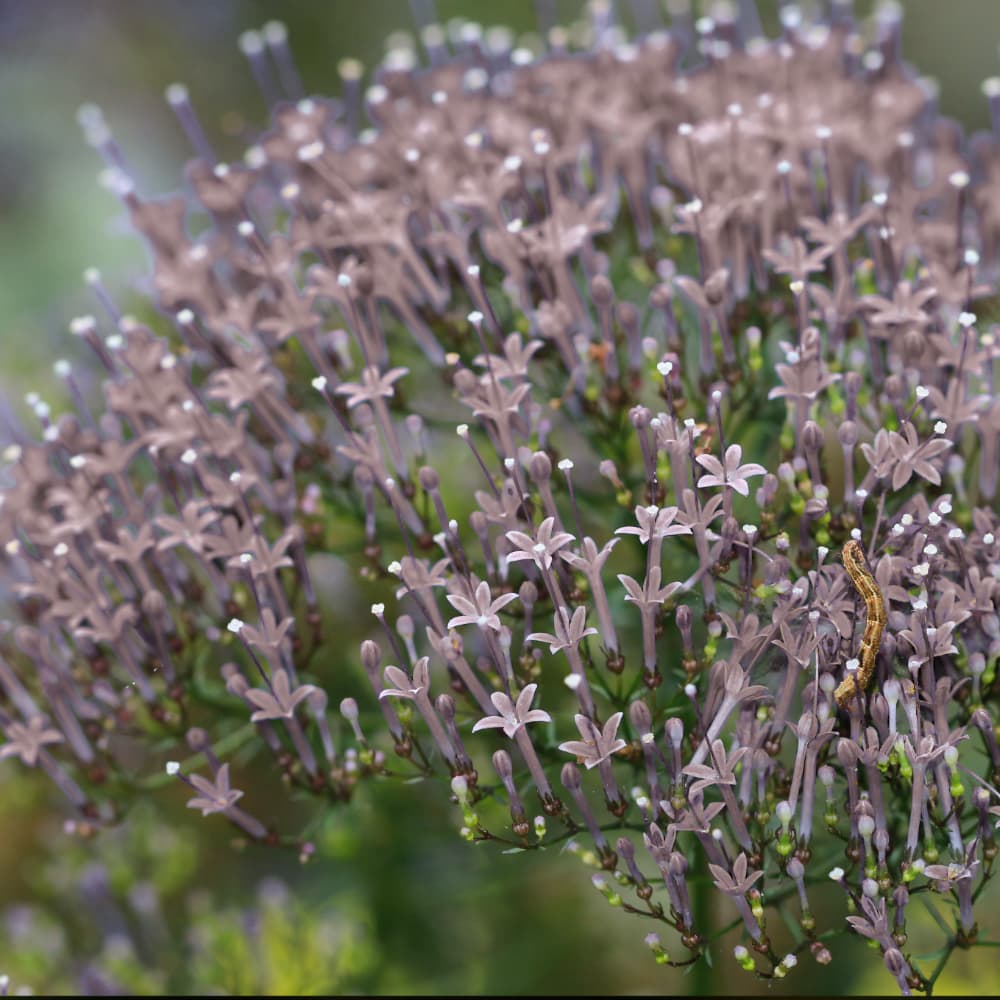 Sommarhalsört 'Corine Misty Blue' 