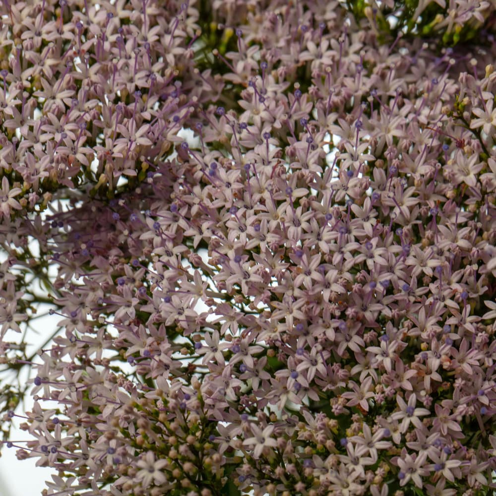 Sommarhalsört 'Corine Misty Blue' 