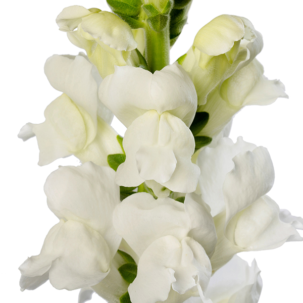 Lejongap 'F1 Antibes Early White'