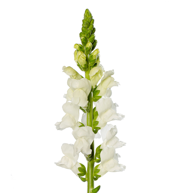Lejongap 'F1 Antibes Early White'