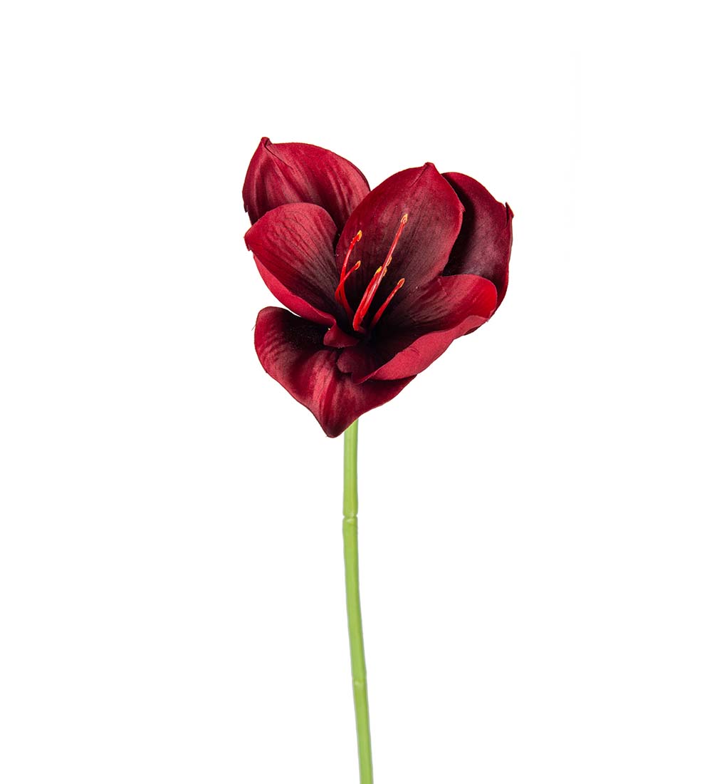 Amaryllis - Burgundy - 40 cm