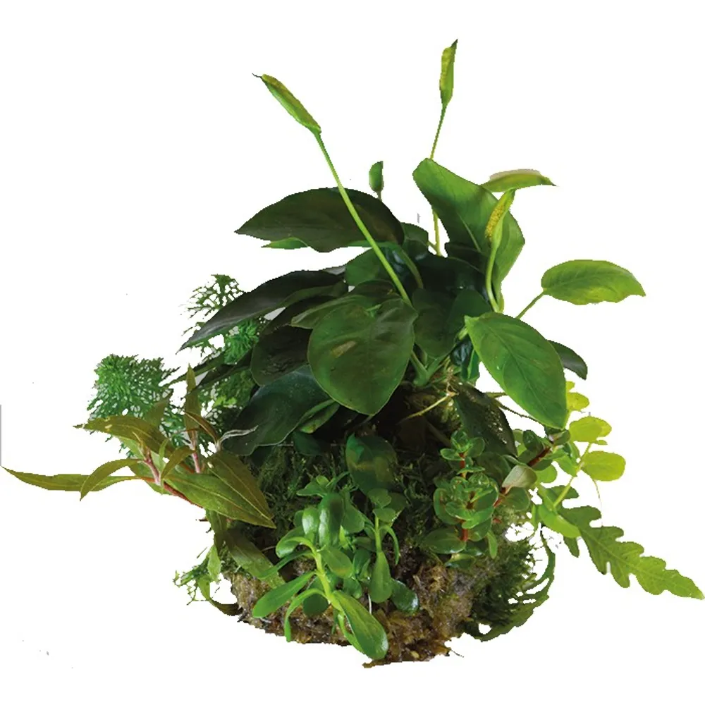Bioart Ball Anubias Nana
