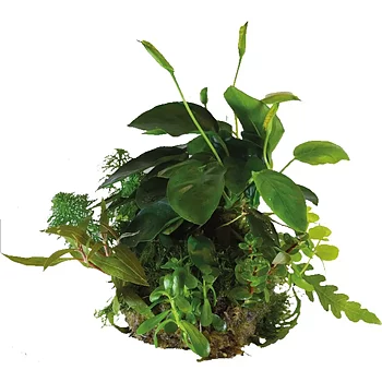 Bioart Ball Anubias Nana