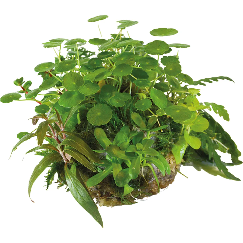Bioart Ball Hydrocotyle Verticillata