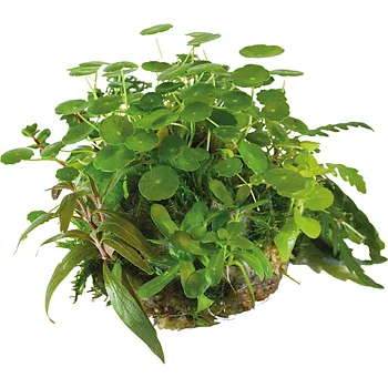 Bioart Ball Hydrocotyle Verticillata