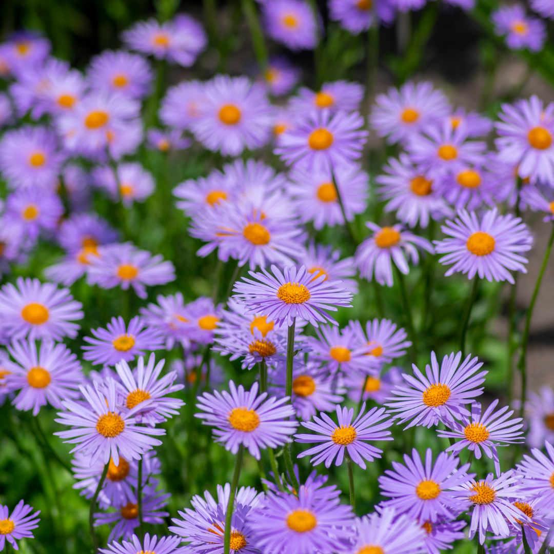 Midsommaraster - Wartburgstern