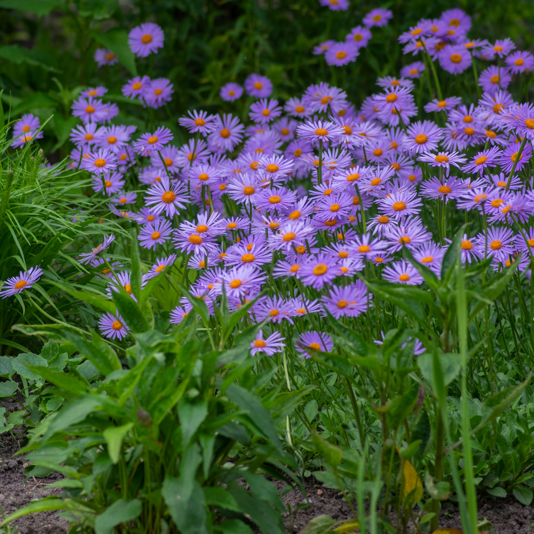 Midsommaraster - Wartburgstern - 3