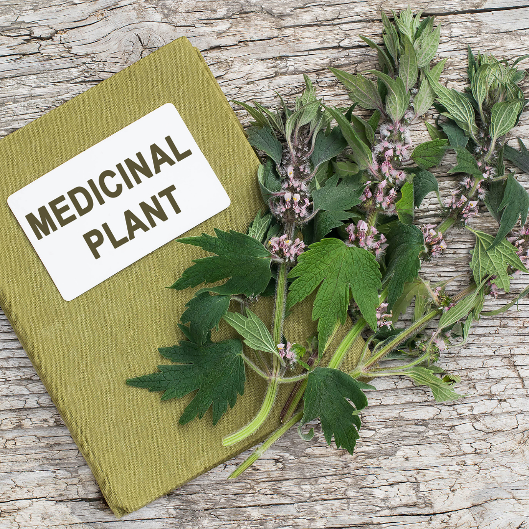 Hjärtstilla - Motherwort - 3