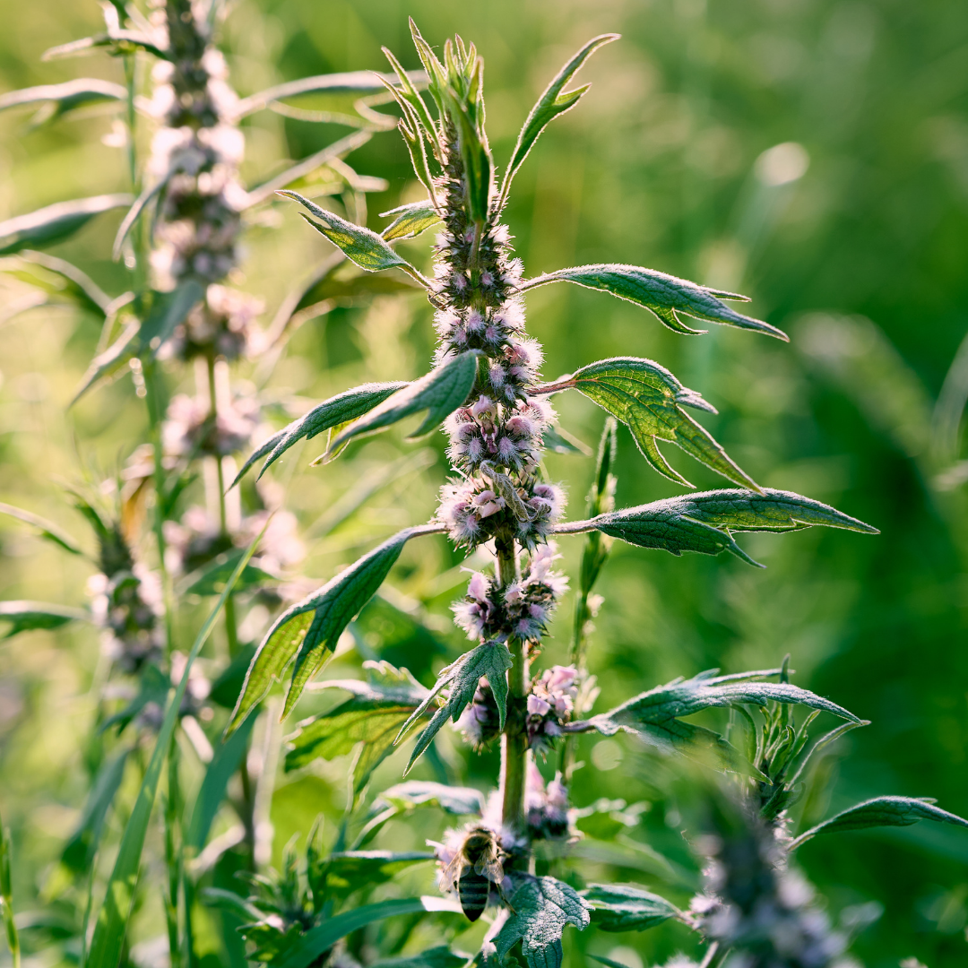 Hjärtstilla - Motherwort - 4