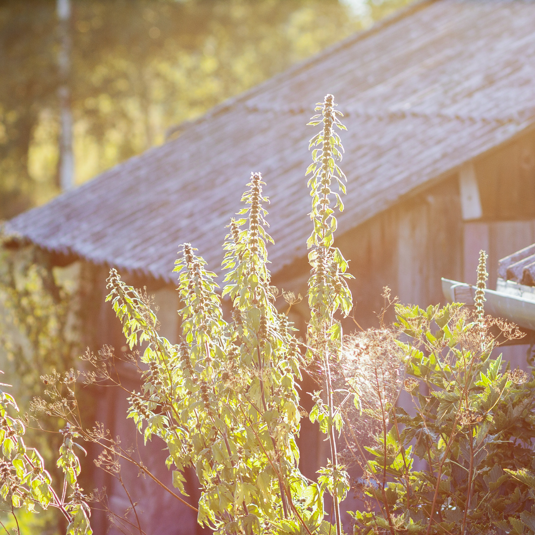 Hjärtstilla - Motherwort