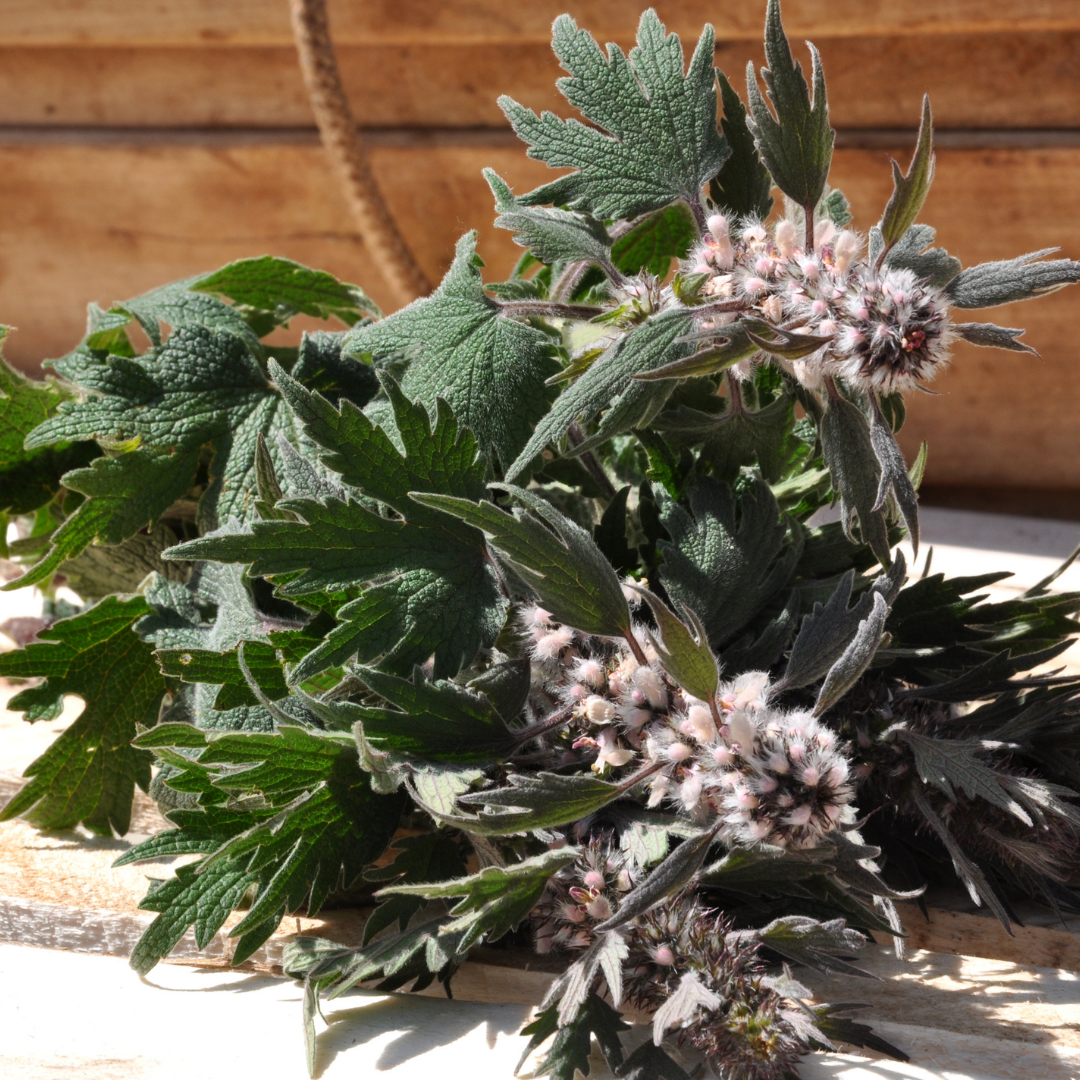 Hjärtstilla - Motherwort