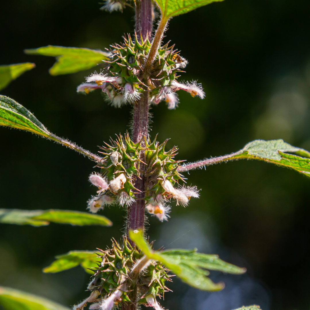 Hjärtstilla - Motherwort - 5