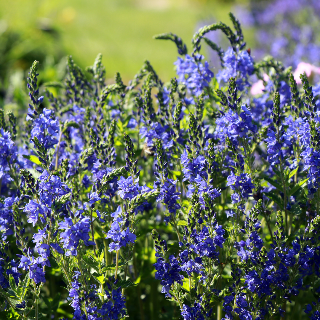 Praktveronika - Royal Blue