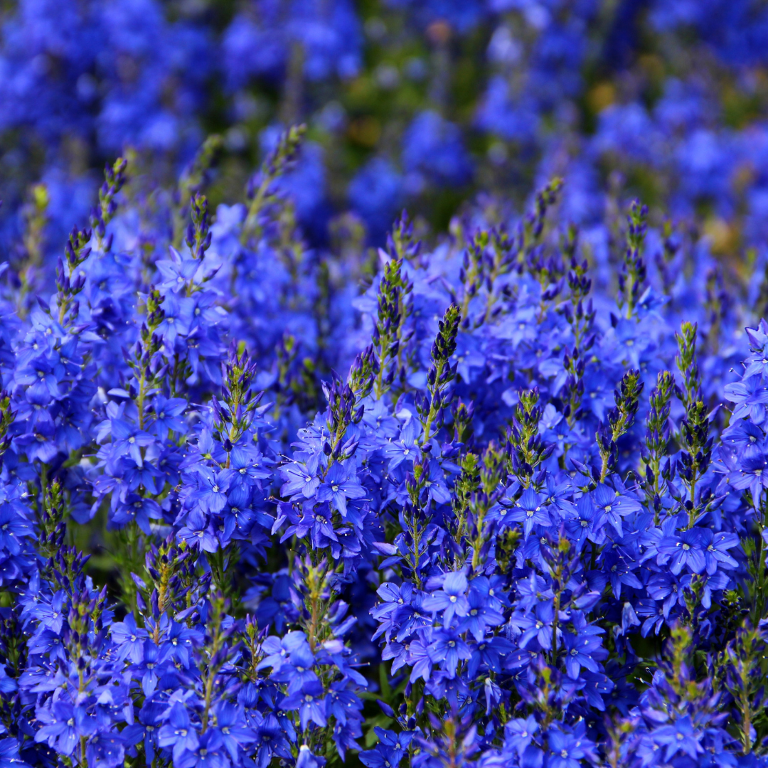 Praktveronika - Royal Blue