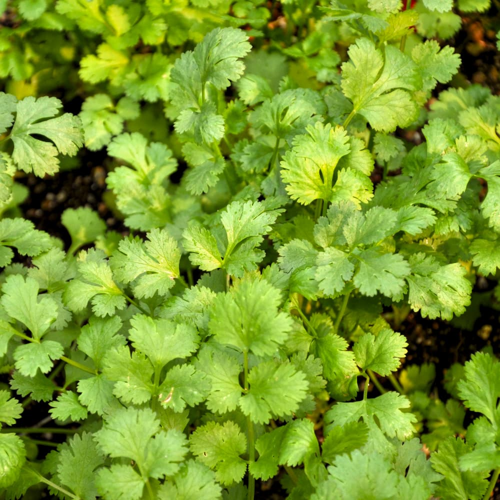 Koriander 'Dwarf Lemon' - Citronkoriander