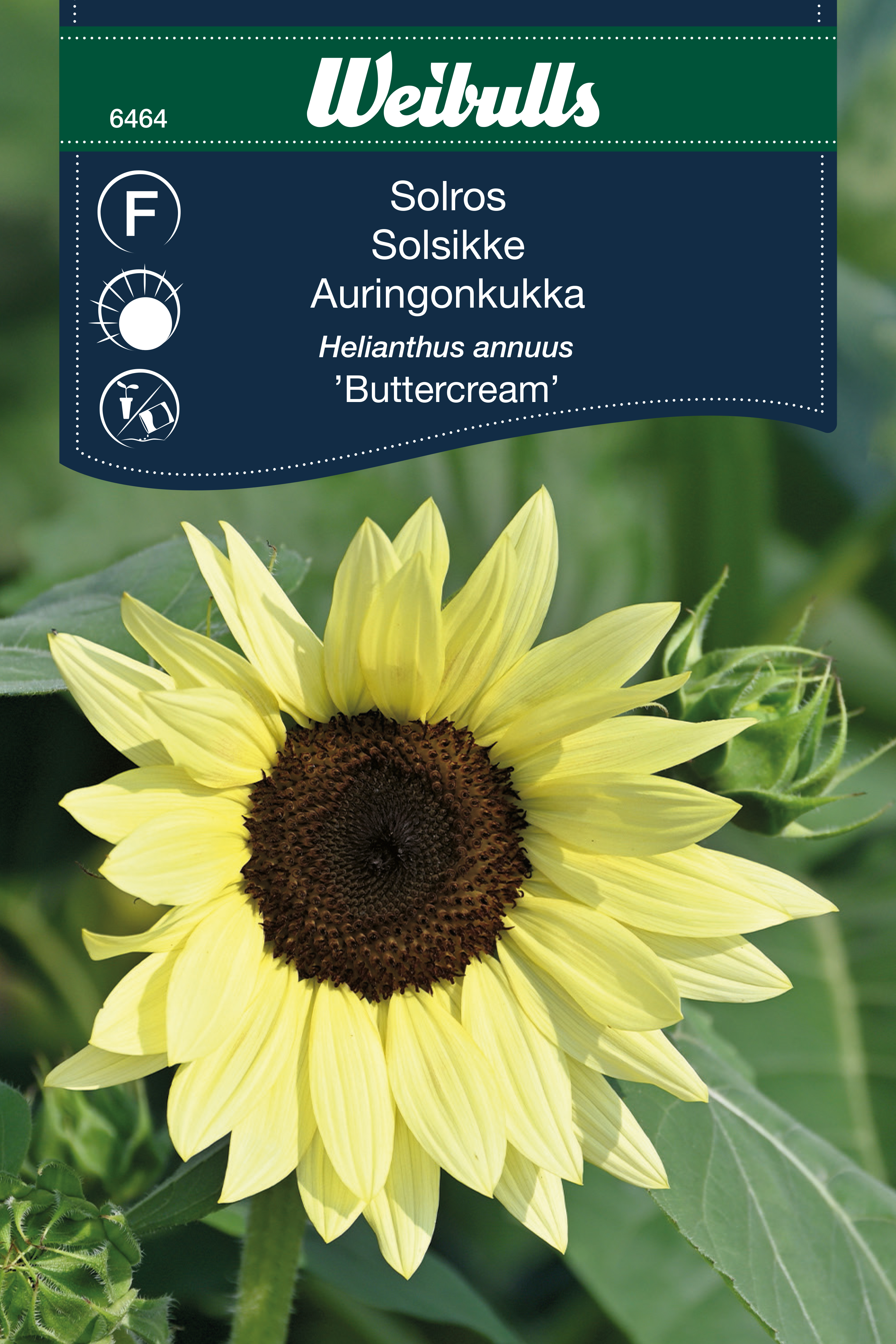 6464, Solros Buttercream   Helianthus annuus