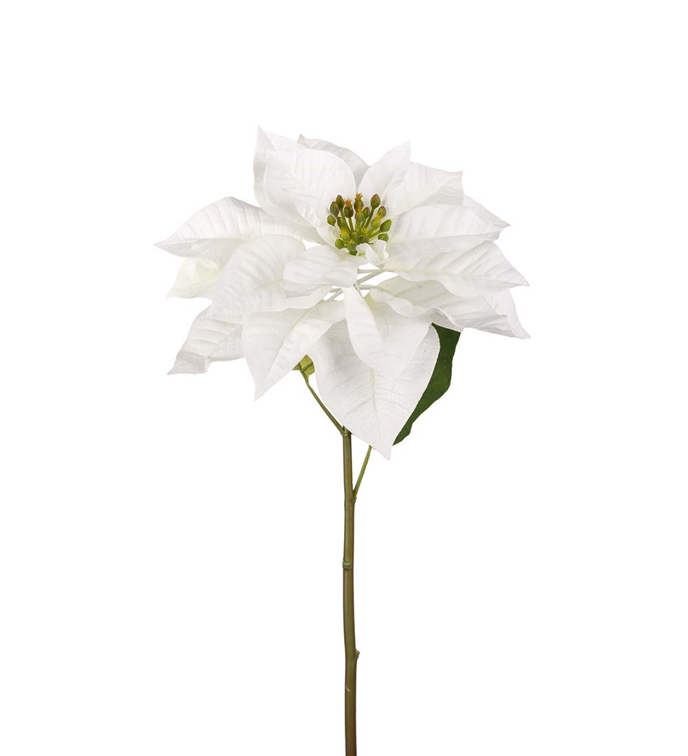 Poinsettia 70 cm - White - 2