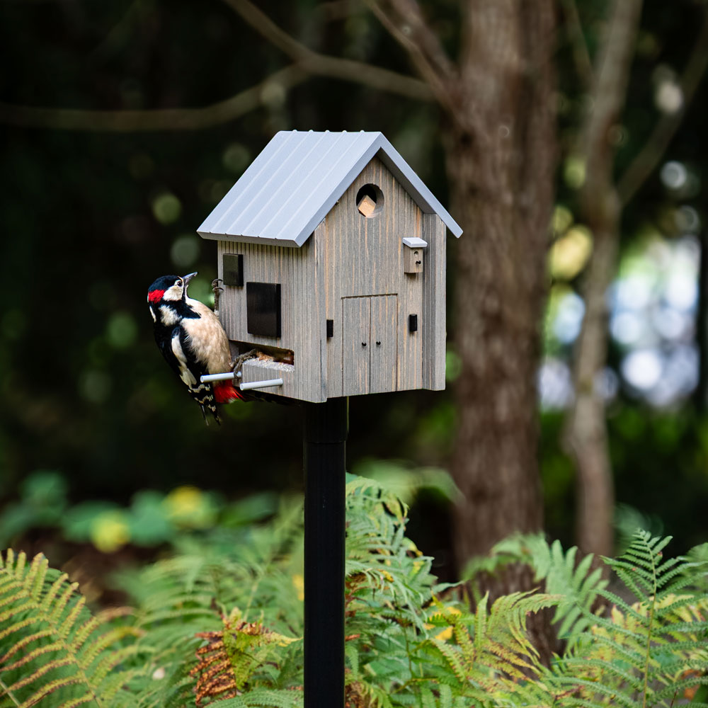 The Multiholk Modern Nordic placed in a woodland setting, with a great spotted woodpecker perched at the feeder.