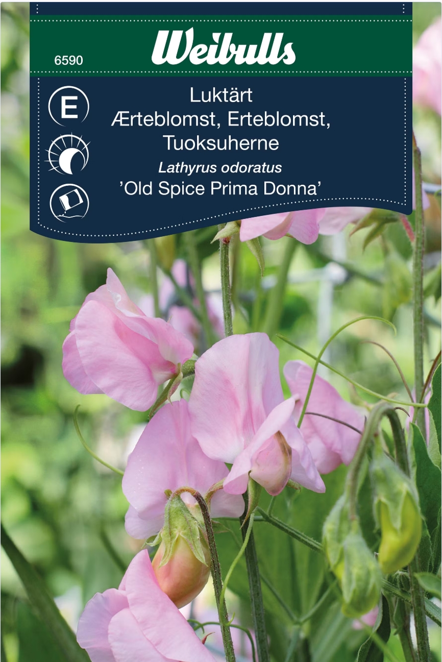 6590   Luktärt Old Spice Prima Donna  Lathyrus odoratus