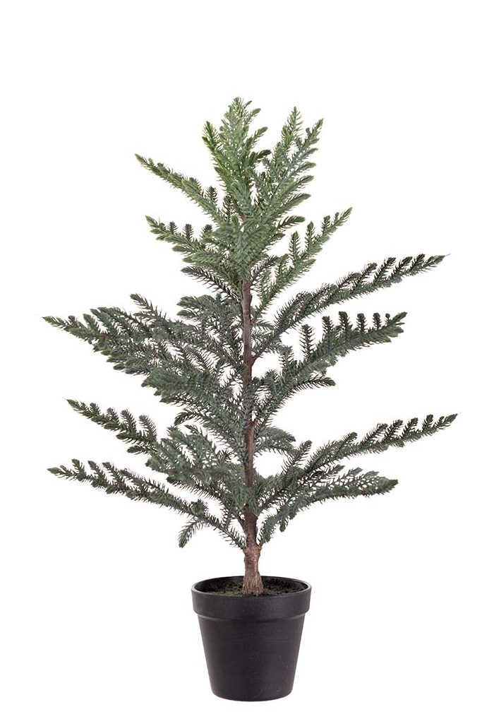 Rumsgran i kruka - Gran - 60 cm 