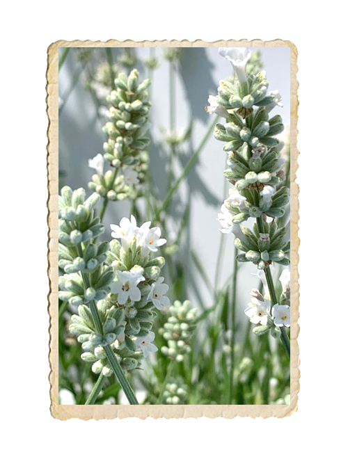 Lavendel Ellagance Snow - 2