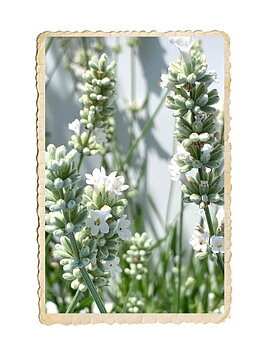 Lavendel Ellagance Snow