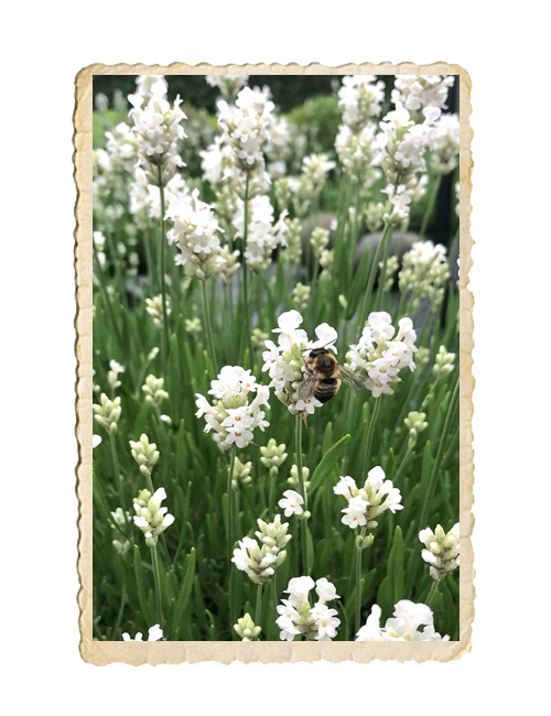Lavendel Ellagance Snow