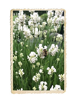 Lavendel Ellagance Snow
