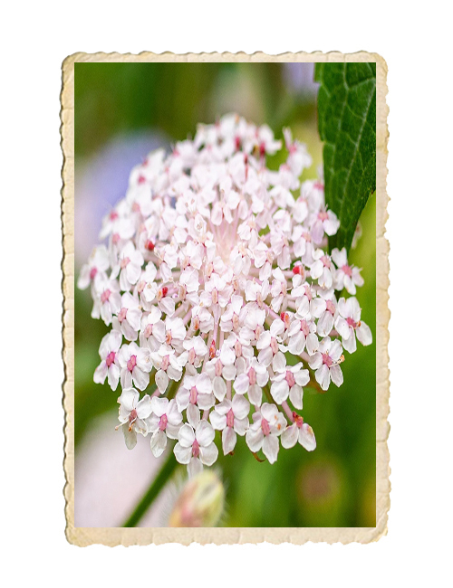 Spetsblomma Lace Pink - 3