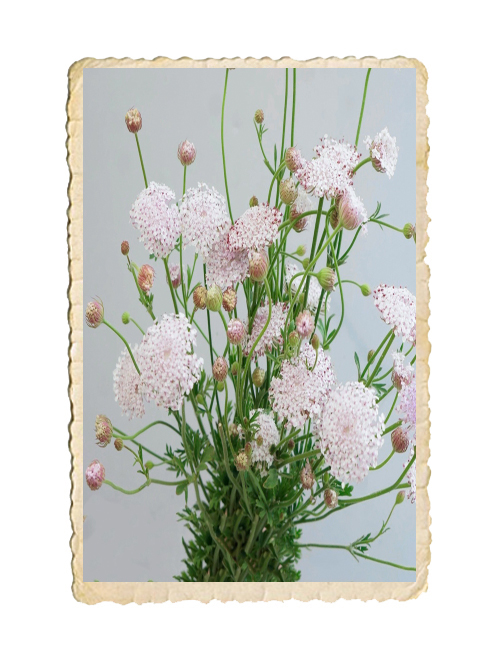 Spetsblomma Lace Pink - 2