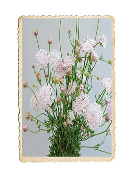 Spetsblomma Lace Pink