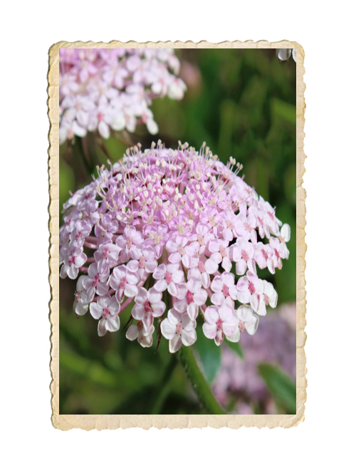 Spetsblomma Lace Pink