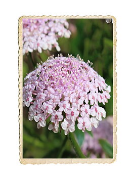 Spetsblomma Lace Pink